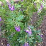 Mountain Laurel
