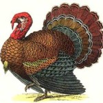 turkey